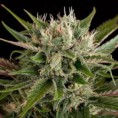 Blue Cheese